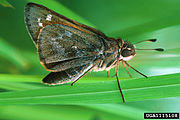 Atalopedes campestris (sachem)Adult female, ventral view of wings.