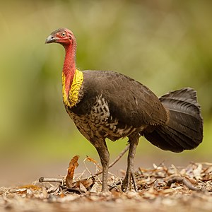 Australian brushturkey, male, by JJ Harrison