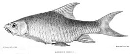Barbus oxyrhynchus