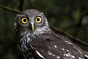 Kläfferkauz (Ninox connivens)