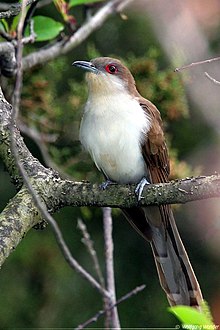 A black-billed cuckoo perched on a branch