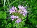 Phacelia tanacetifolia