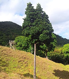 Description de l'image Bois de Natte a Petites Feuilles - Labourdonnaisia calophylloides - Ferney 1.jpg.