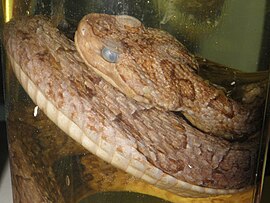 Bothropoides neuwiedi