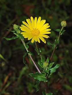 Peltokehäkukka (Calendula arvensis)