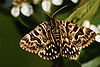 Mother Shipton Moth