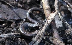 Description de l'image Channel Islands Slender Salamander - Flickr - GregTheBusker.jpg.