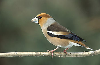 Coccothraustes coccothraustes