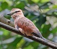 Rufous-crowned Roller