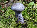 Cortinarius caerulescens