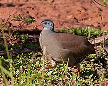 Татаупа червонодзьобий (Crypturellus parvirostris)