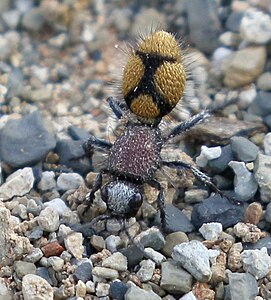Mutillidae - velvet ants (Dasylabris namaquana)