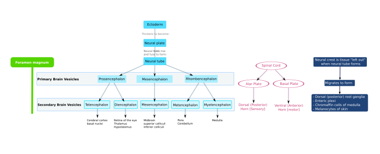 Flowchart of human brain development Development of nervous system.svg