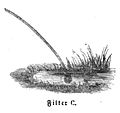 Die Gartenlaube (1857) b 593 3.jpg Filter C