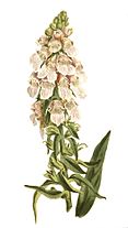 Digitalis lanata-no text.jpg