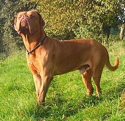 dogue de Bordeaux.