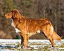 Nova Scotia Duck-Tolling Retriever