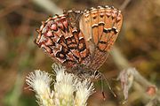 Callophrys niphon (eastern pine elfin) Adult, ventral view of wings.