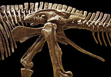 Lekelabinod elafa Edmontosaurus (patöfis elas Ornithischia jonöl - flan nedetik), se Mused Jenava Natik nivera di Oxford.