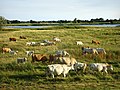 Duimnaelskets vir weergawe vanaf 19:52, 9 Mei 2017