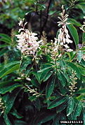 Elliottia racemosa タイプ種