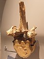 Erdei őselefánt (Palaeoloxodon antiquus) csigolyája