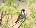 Emberiza schoeniclus