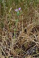 Epilobium minutum 0054. 
 JPG