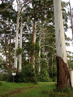 Flooded Gums (‘’Eucalyptus grandis’’)