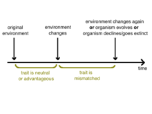 Timeline showing a period of mismatch following an environmental change Evolutionary Mismatch Timeline.png