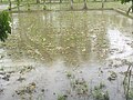 Farmland for paddy production