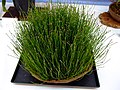 Miniatura per Equisetum variegatum