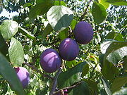 歐洲李 European plum