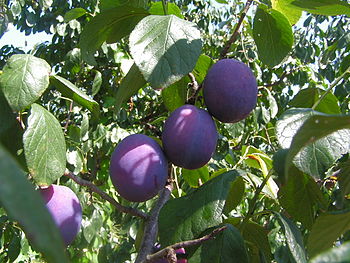 Fruits of Prunus domestica