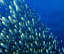 Fish, such as these sweepers, usually prefer to join larger schools which contain members of their own species matching their own size Glass fish.jpg