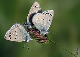 Glaucopsyche astraea