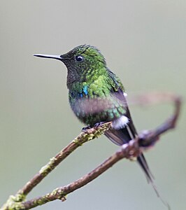 Groene draadkolibrie