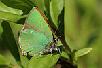 Green hairstreak butterfly Callophrys rubi