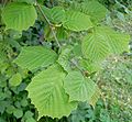 Corylus colurna