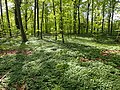 Skovbunden er flere steder dækket med anemoner, et tegn på gammel skov.