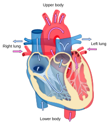Diagram indicating bloodflow through the human heart