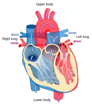 Heart diagram with labels in English. Blue com...