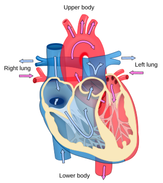 Interior+heart+diagram+labeled