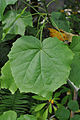 Hibiscadelphus giffardianus : une feuille