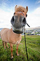 Horse near Tórshavn