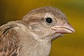 Image 25 Gape Photo: Muhammad Mahdi Karim A juvenile House Sparrow (Passer domesticus) has a pink bill and nestling gape flanges on both sides of its face where the upper part of the beak is connected to the lower part. In juvenile altricial birds, brightly colored gapes help the parents determine how to distribute food among their chicks. More selected pictures