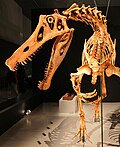 Reconstructed mount of Irritator