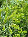 Isatis tinctoria fruits