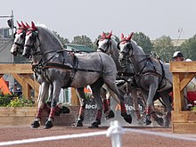 Quatre chevaux gris de profil portant des bonnets et des protections rouges sortent d'un gué.
