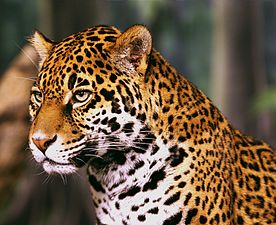 09/12: Un jaguar, l'únic fèlid del gènere Panthera que es troba a Àmerica.